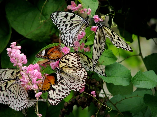 Butterfly Garden amenity image at Luma Park Views