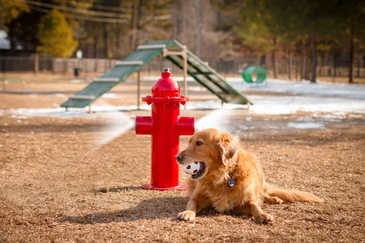 Pet Park amenity image at Ovelle The Valley