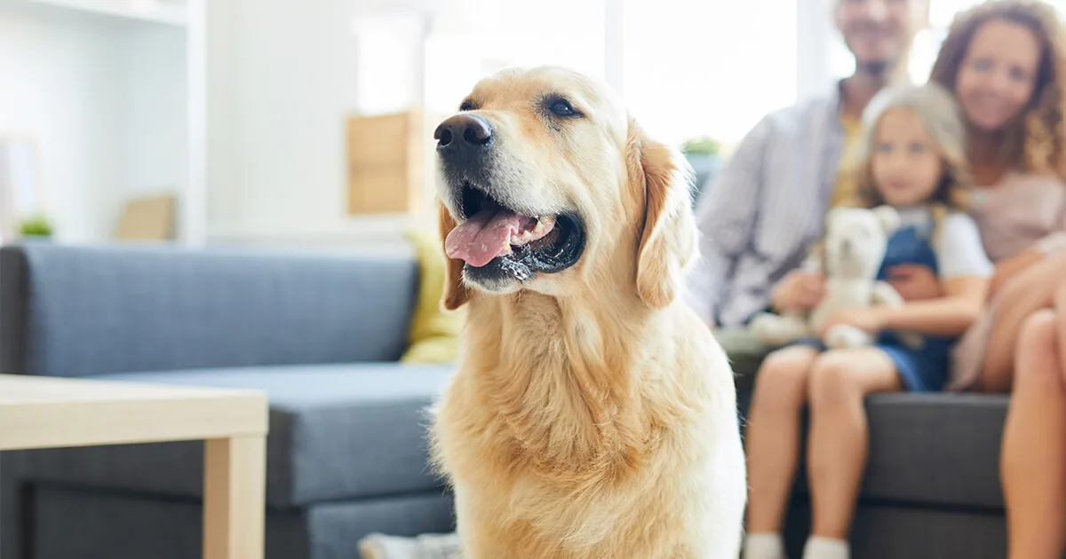 Family-Friendly & Pet-Friendly Policies amenity image at Binghatti Ghost