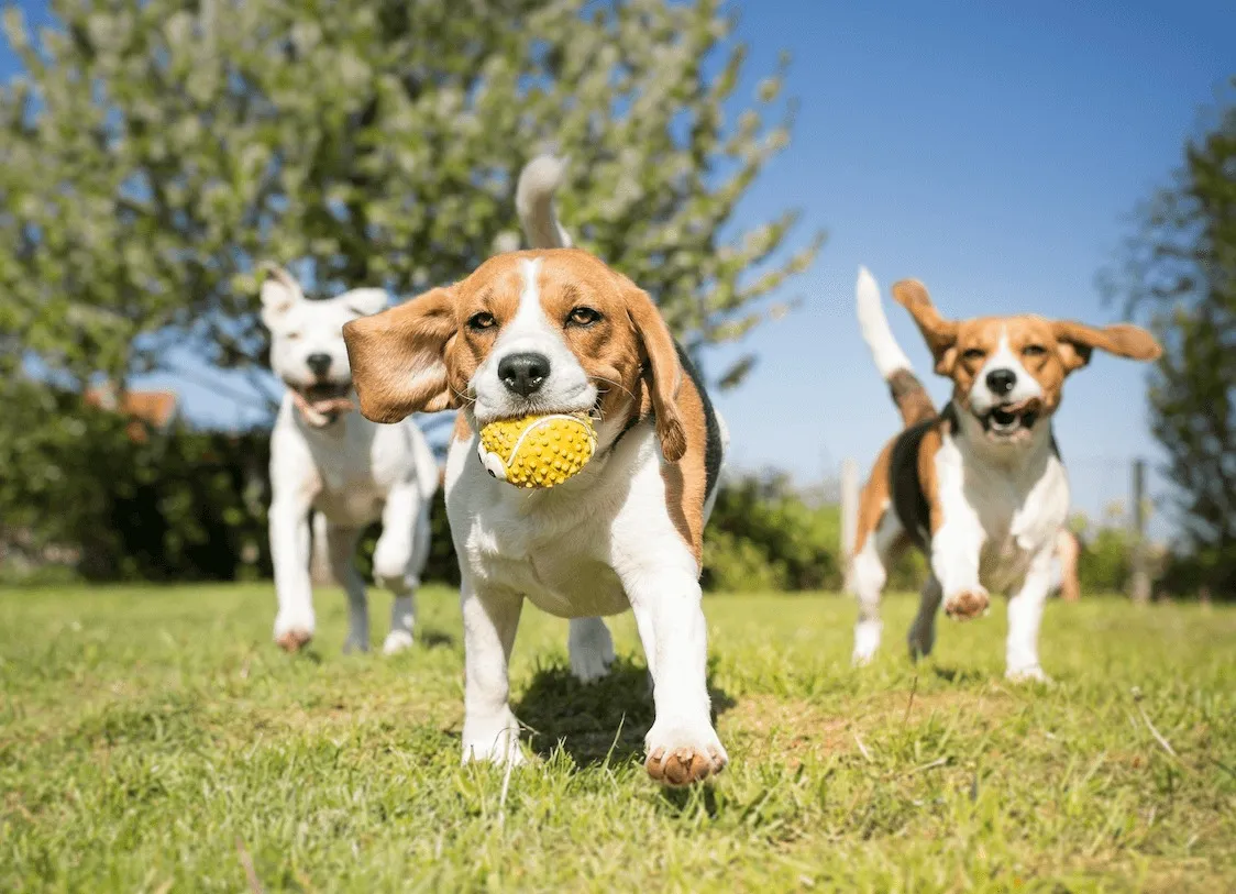 Pet Play Zone amenity image at Blossom 40