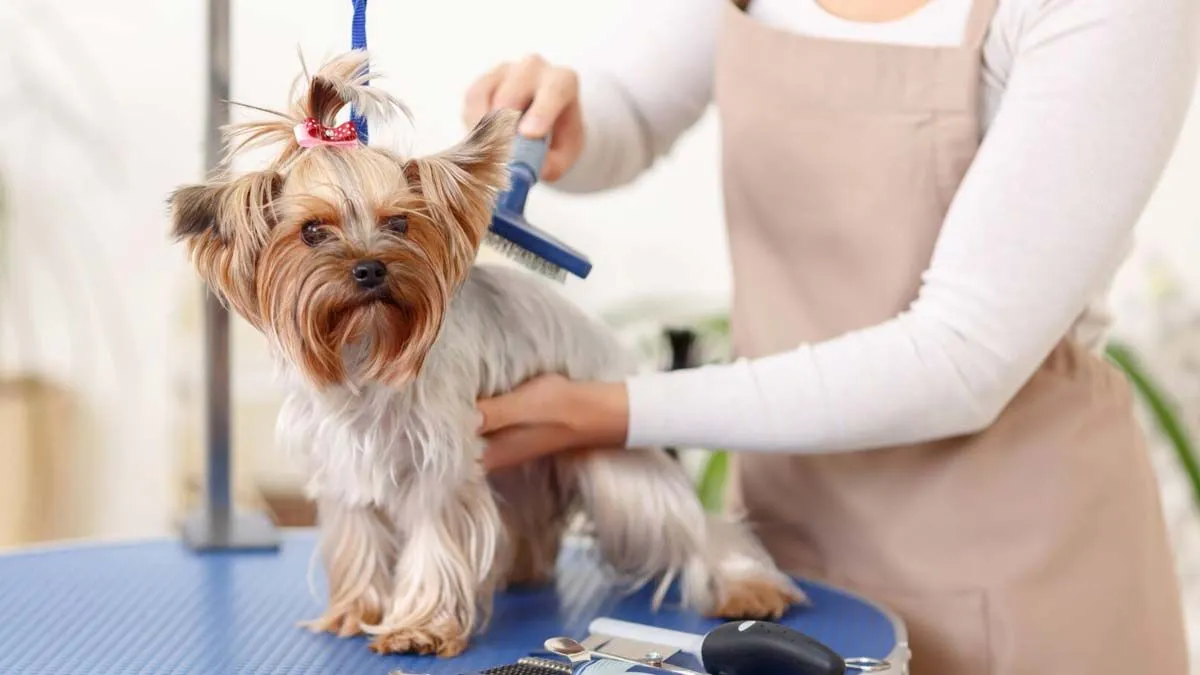 Pet Grooming Area amenity image at California Residences