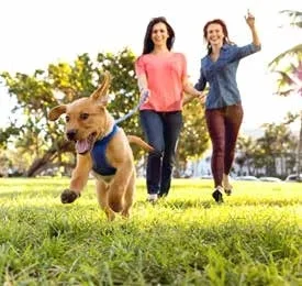 Dog Park amenity image at Damac Hills - Golf Gate 2
