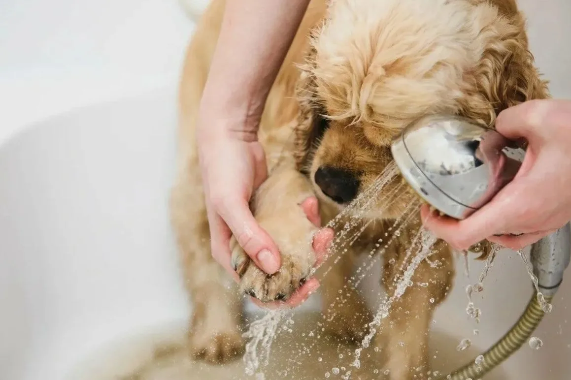 Pet Washroom amenity image at Lexington