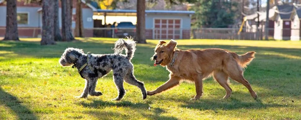 Pets Area amenity image at Park Boulevard