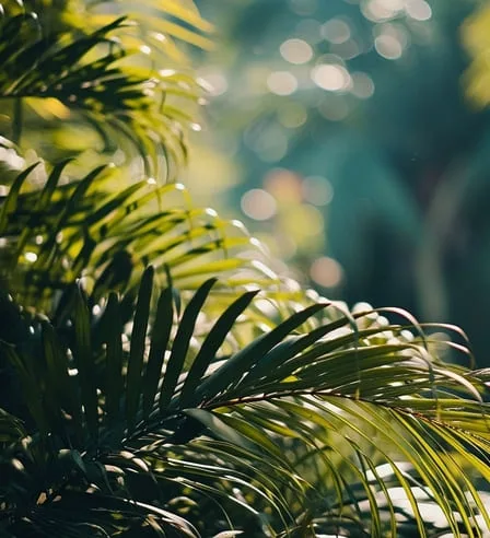 Rainforest Boardwalk amenity image at Wadi Villas