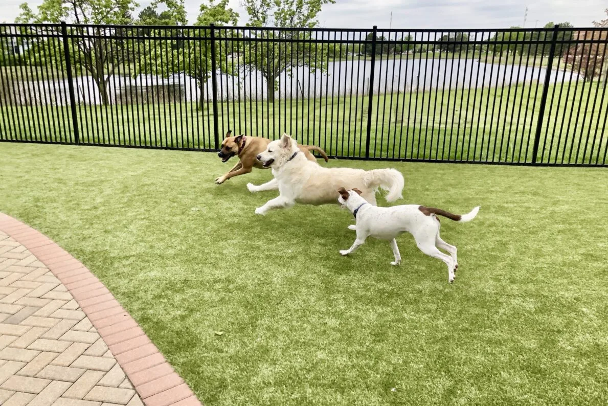 Pet Park amenity image at Al Thuraya Island