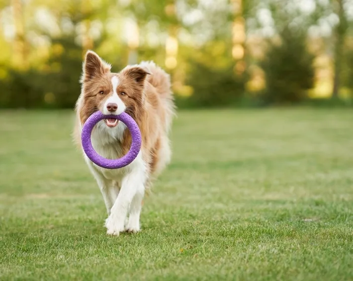 The Pet Park amenity image at Quattro Del Mar