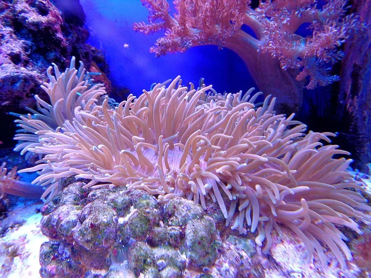 Coral Reef Garden amenity image at The Heart of Europe - Sweden Island